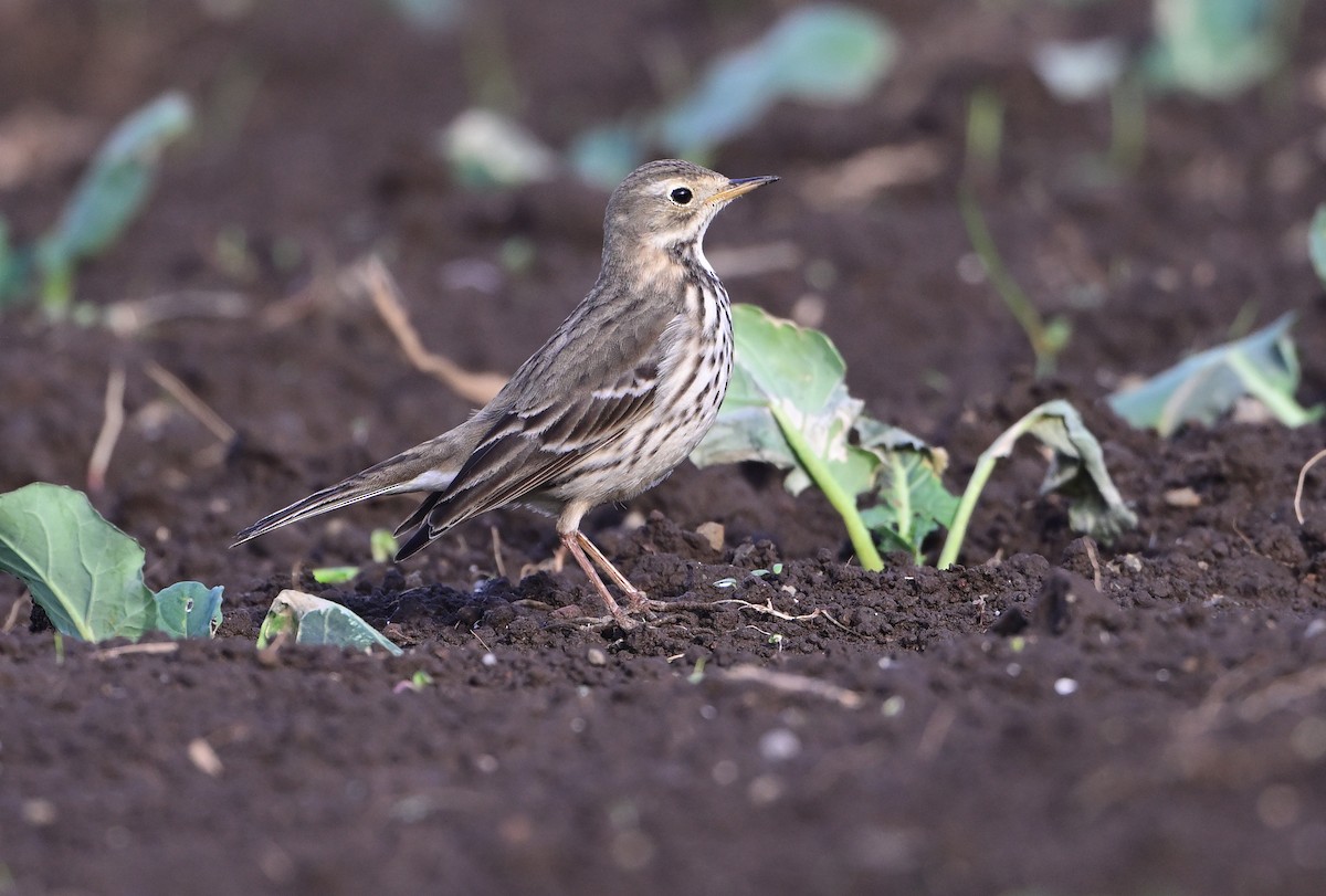 黃腹鷚 - ML647347373