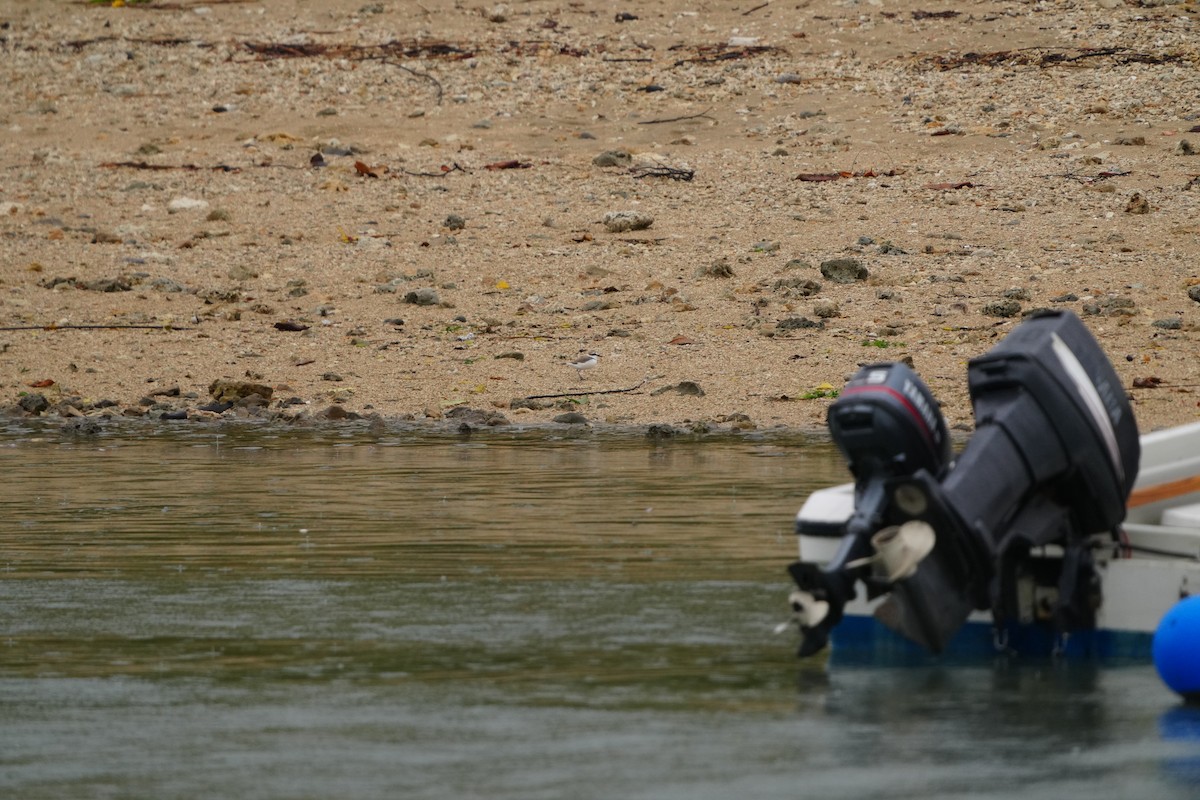 東方環頸鴴(alexandrinus/nihonensis) - ML647347374