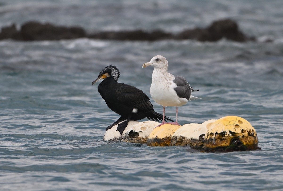 灰背鷗 - ML647347383