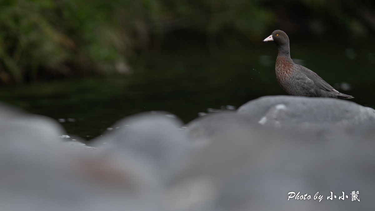Blue Duck - ML647347384