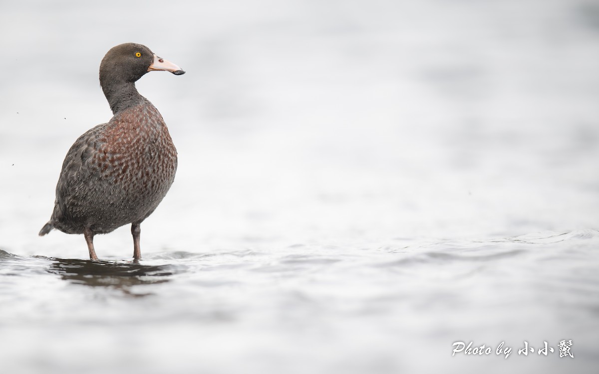 Blue Duck - ML647347385