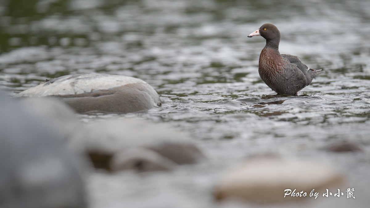 Blue Duck - ML647347386