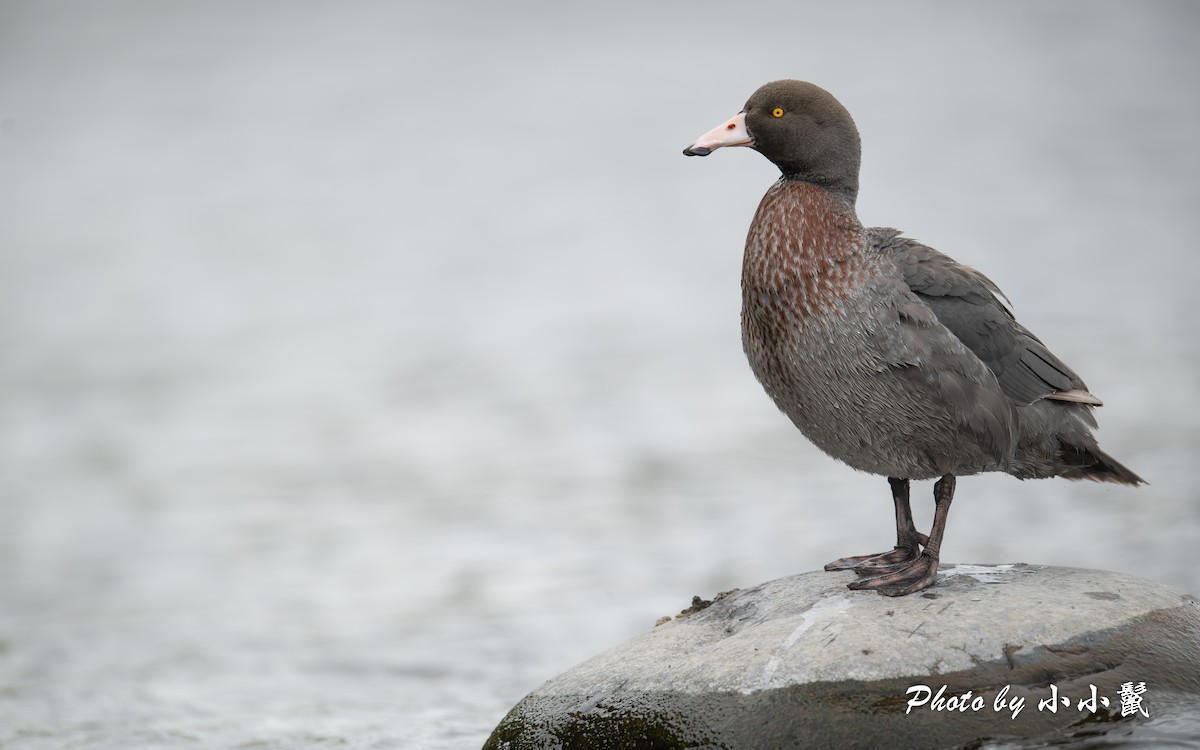 Blue Duck - ML647347387