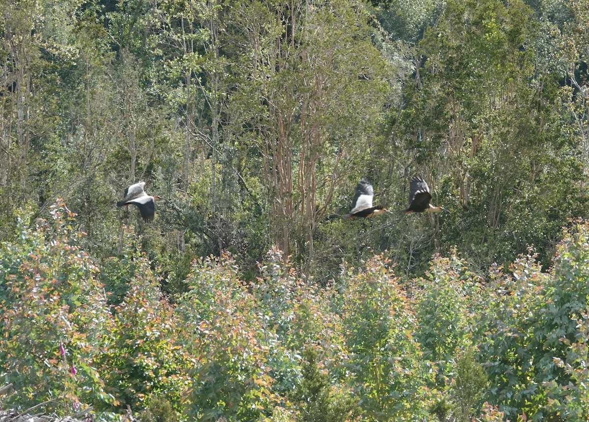 Bandurria Austral - ML647347393