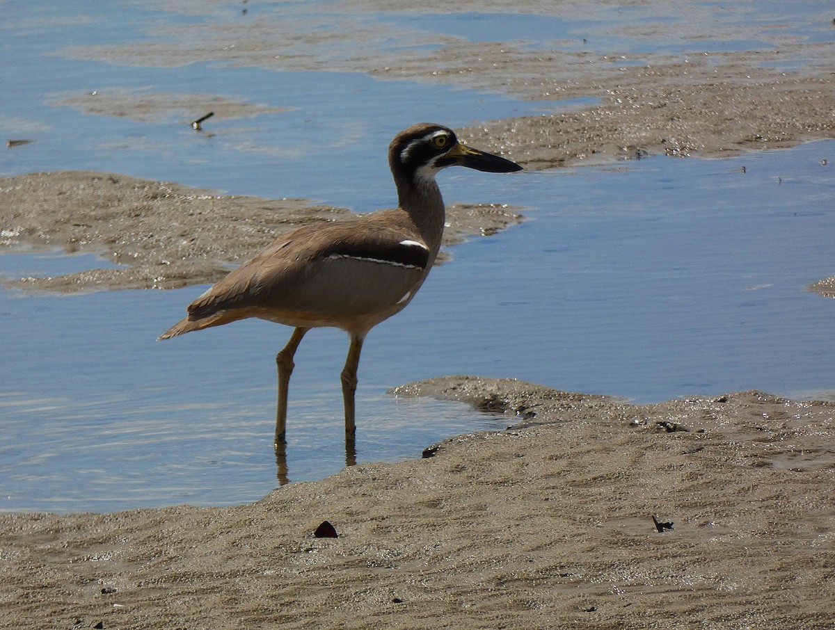 Beach Thick-knee - ML647347396