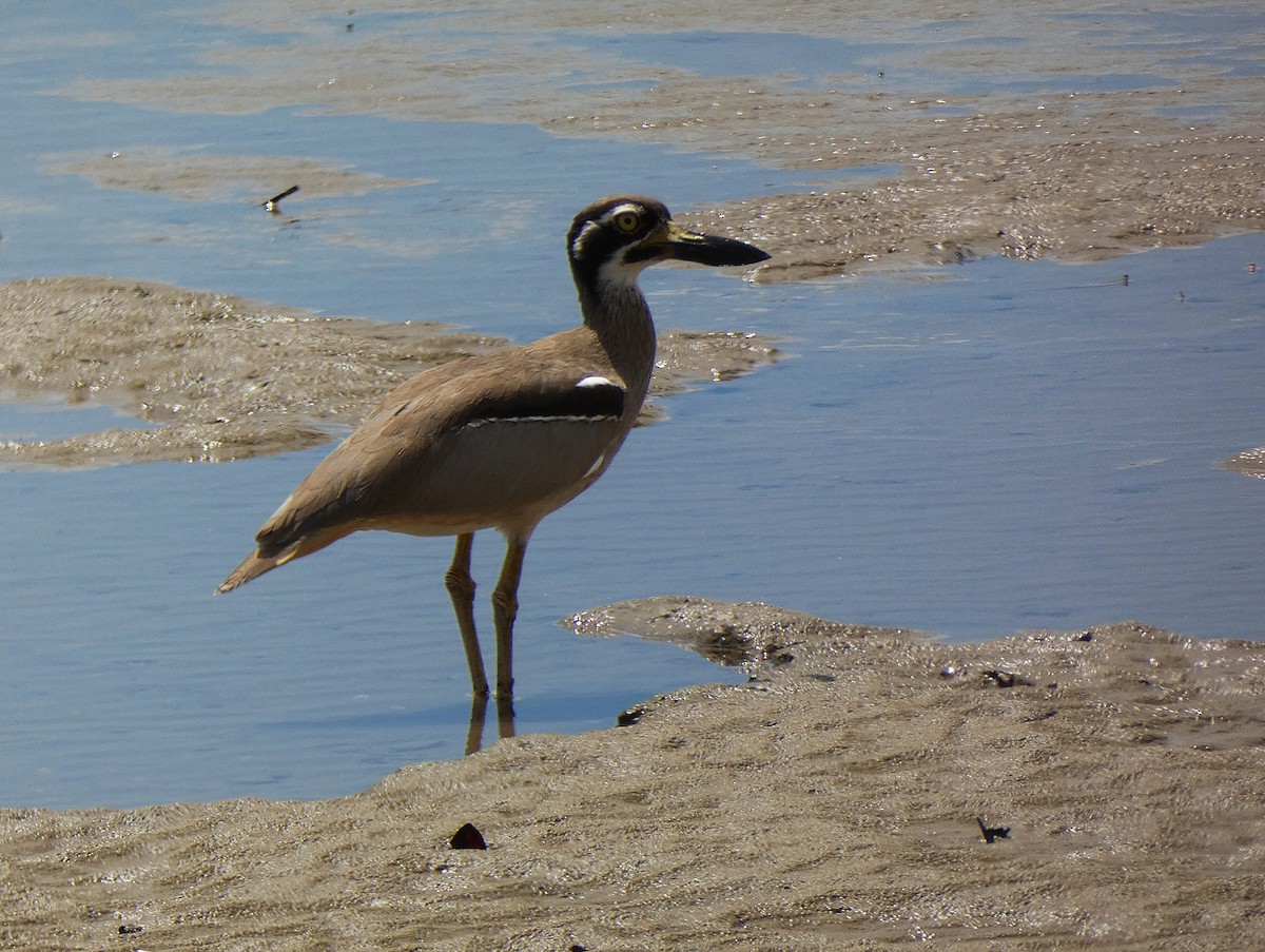 Beach Thick-knee - ML647347397