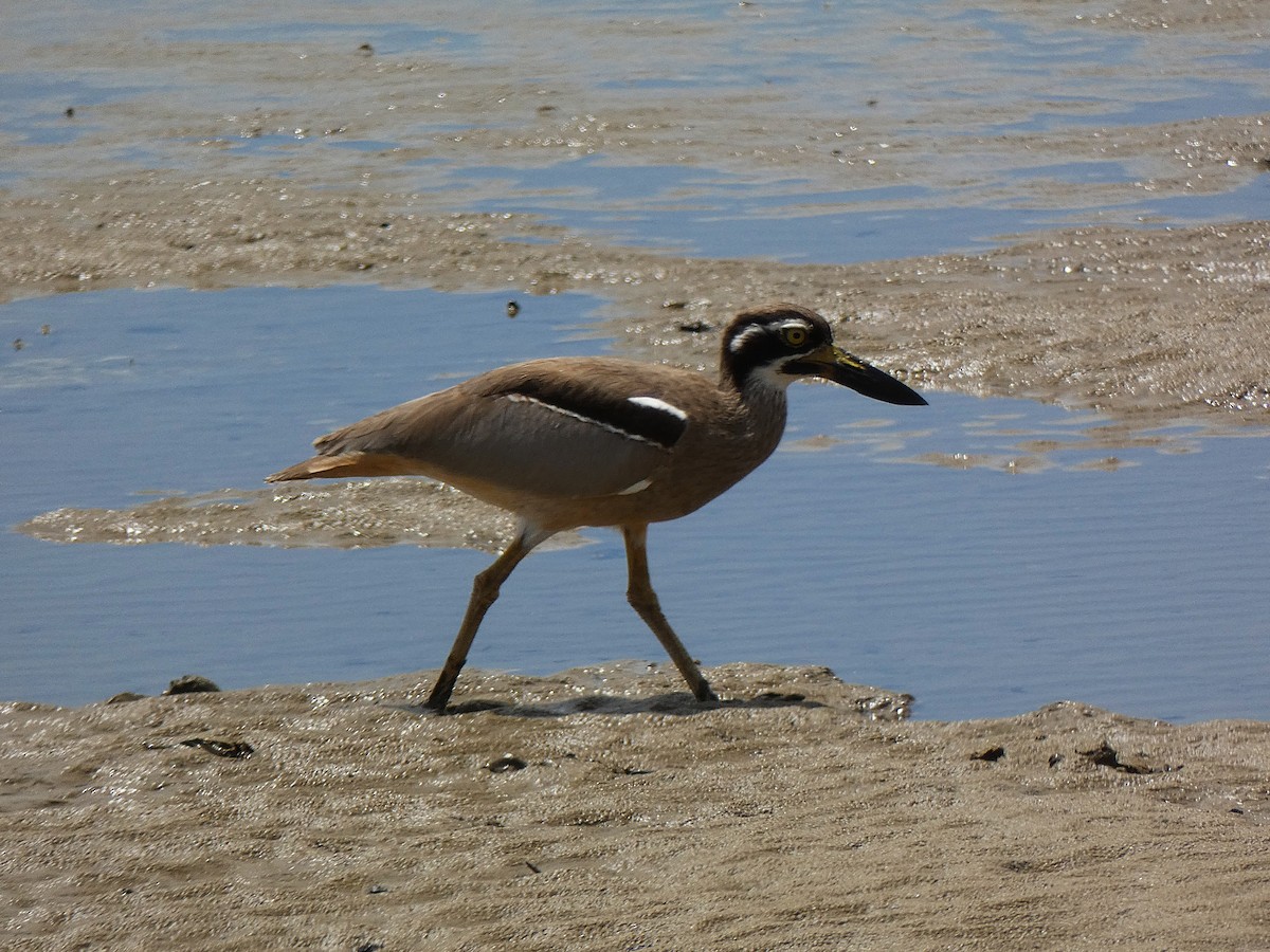 Beach Thick-knee - ML647347398