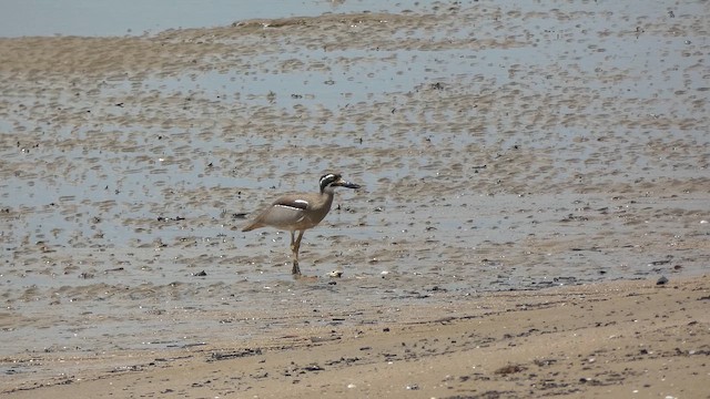 dytík velkozobý - ML647347401