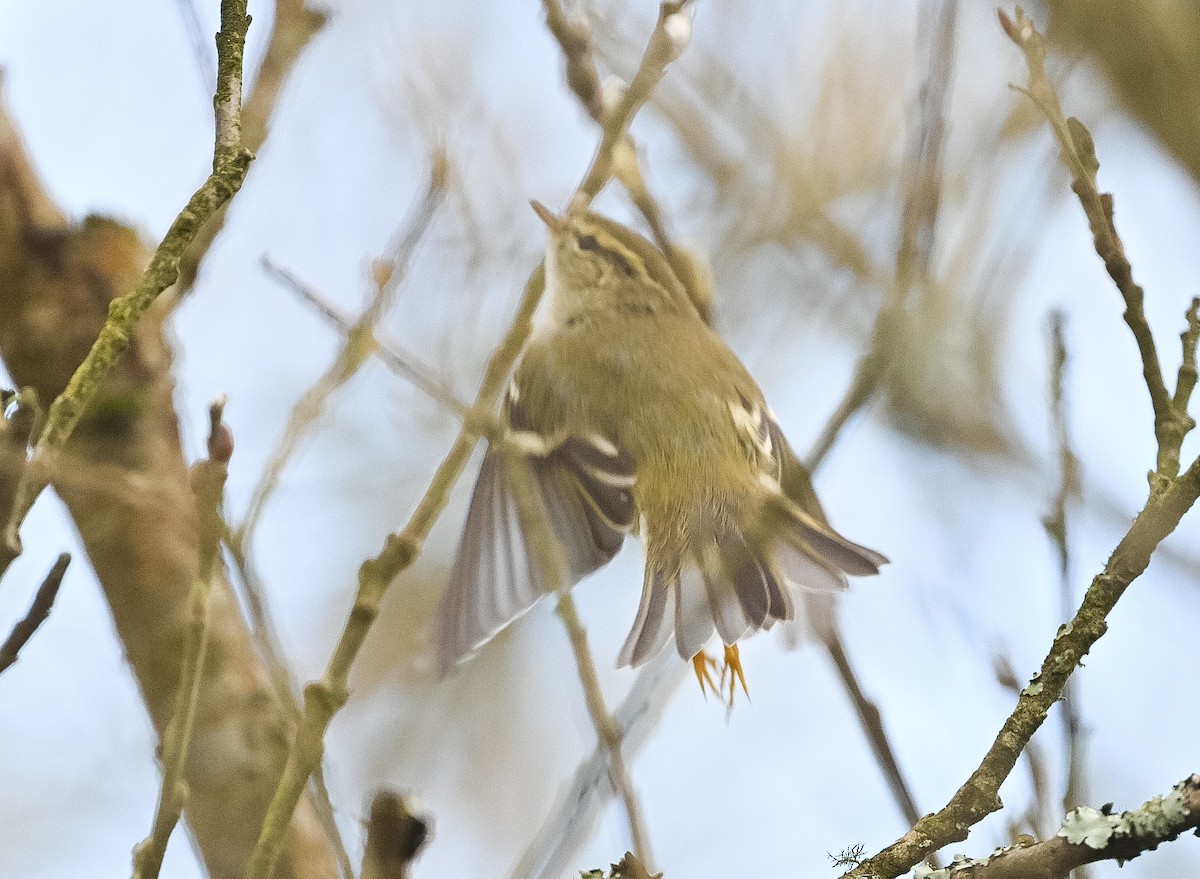 עלווית צהובת-גבות - ML647347405