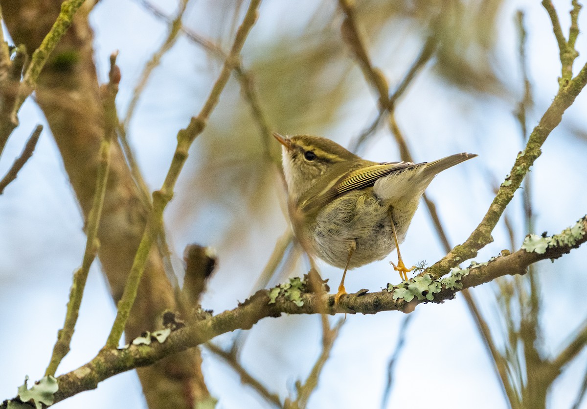 עלווית צהובת-גבות - ML647347407