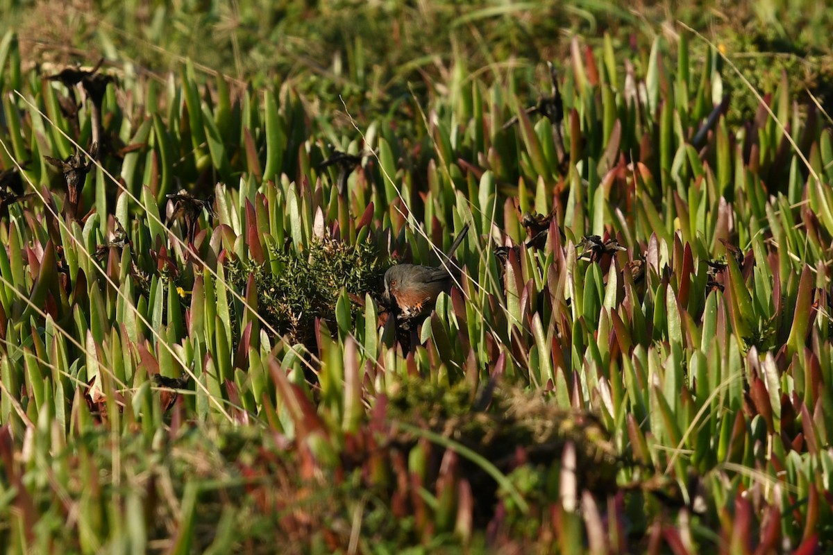 Magnanina comune - ML647347424