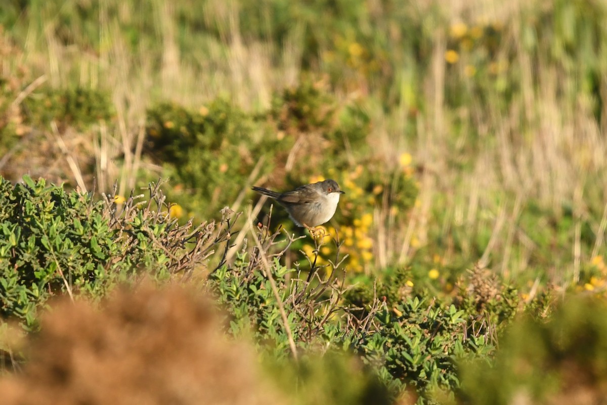 Sardinian Warbler - ML647347425