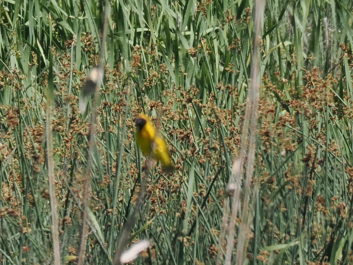 snovač jihoafrický - ML647347440