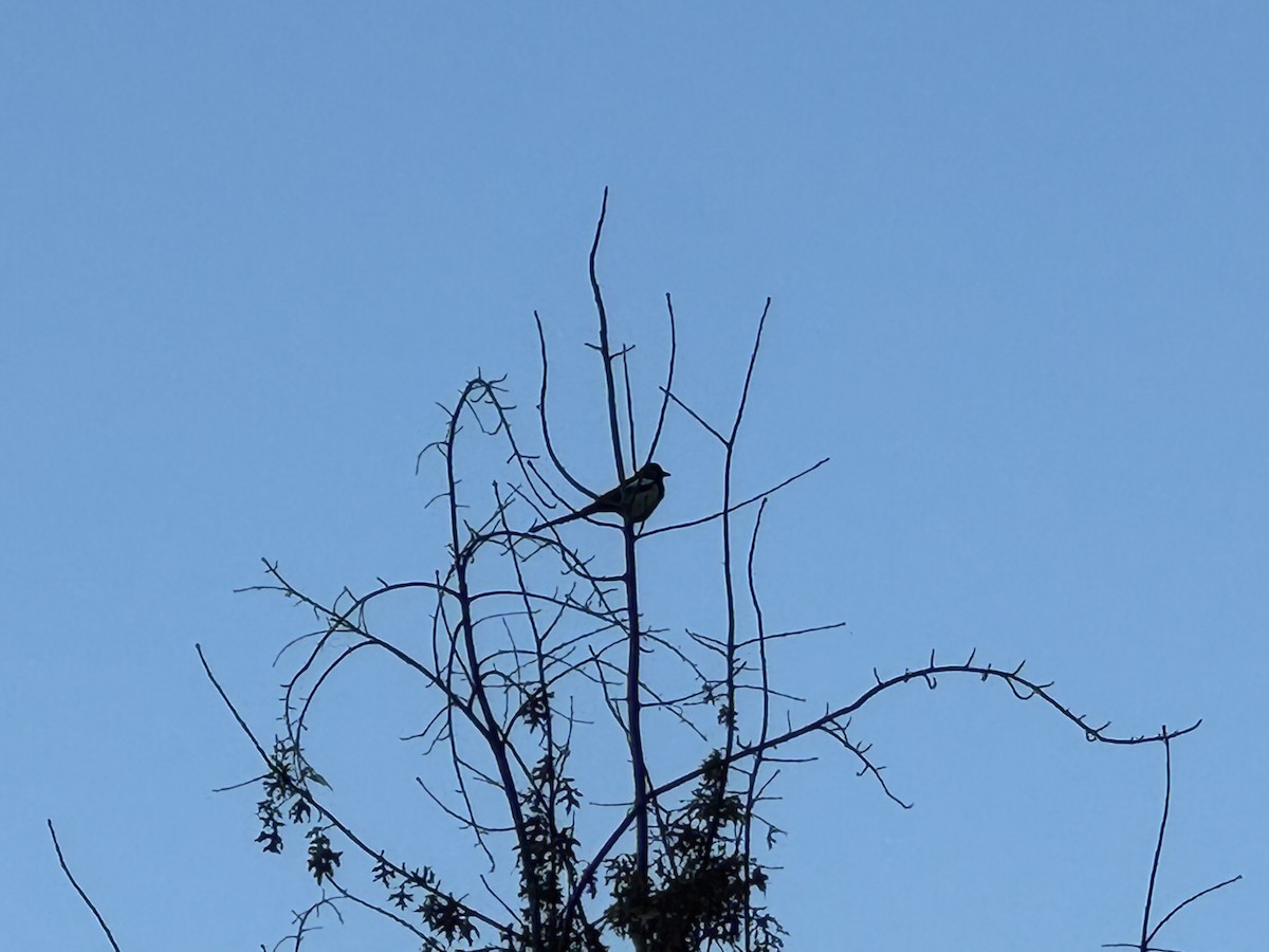 orientskjære - ML647347458