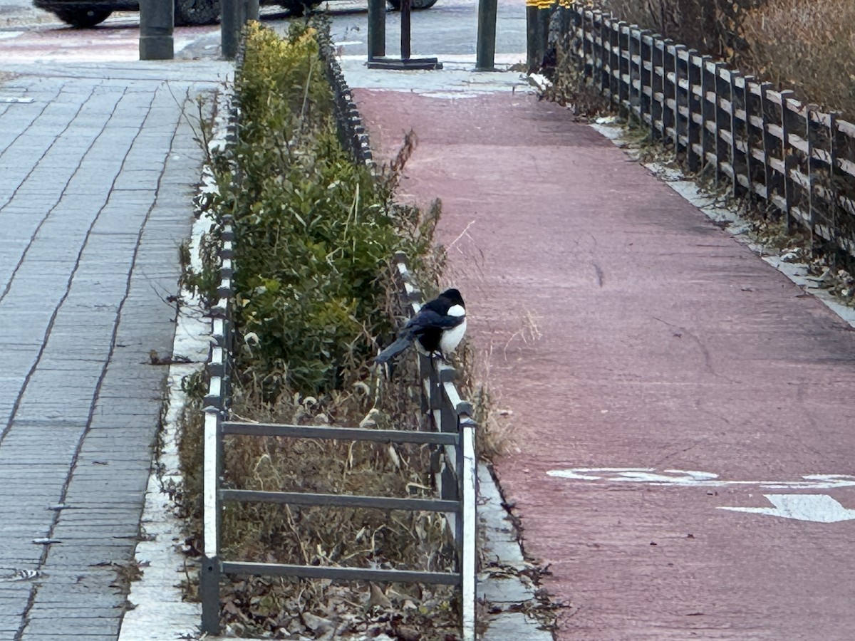 orientskjære - ML647347459