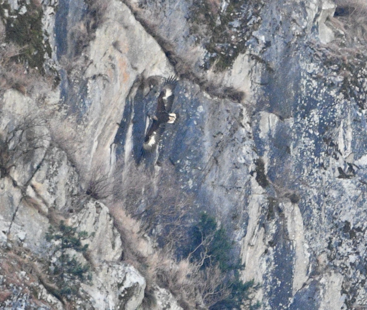 Golden Eagle - ML647347468