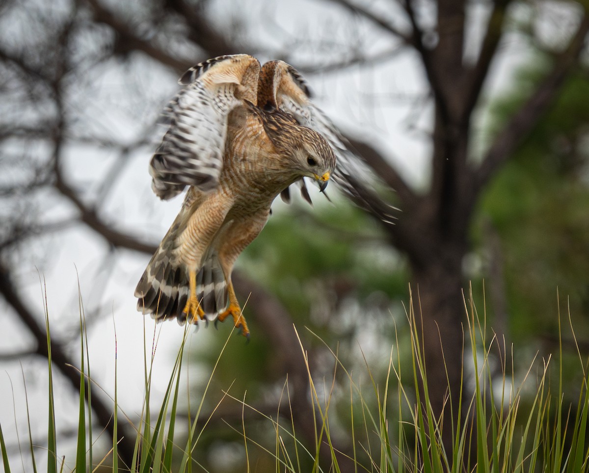 eBird Checklist - 21 Dec 2025 - Cockroach Bay Preserve and Surrounding ...