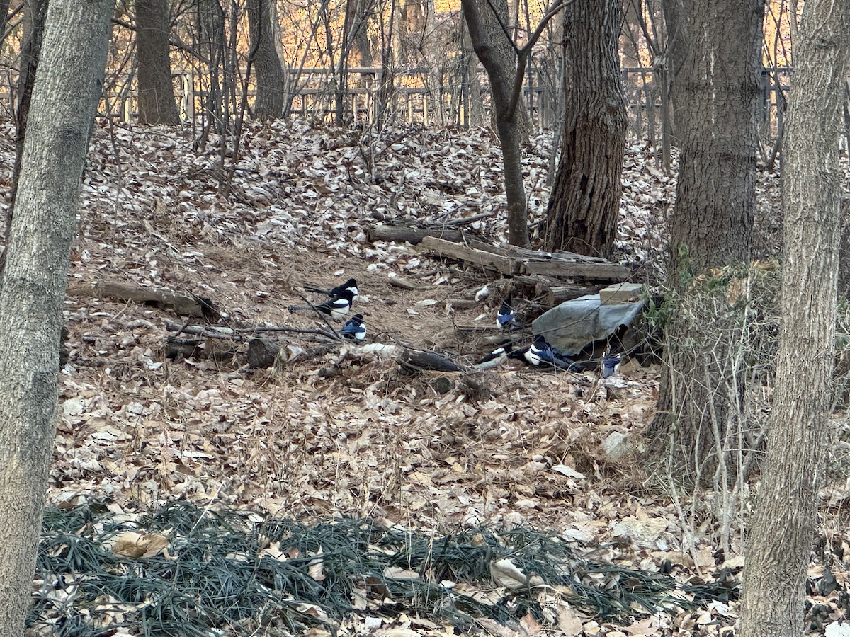 orientskjære - ML647347471