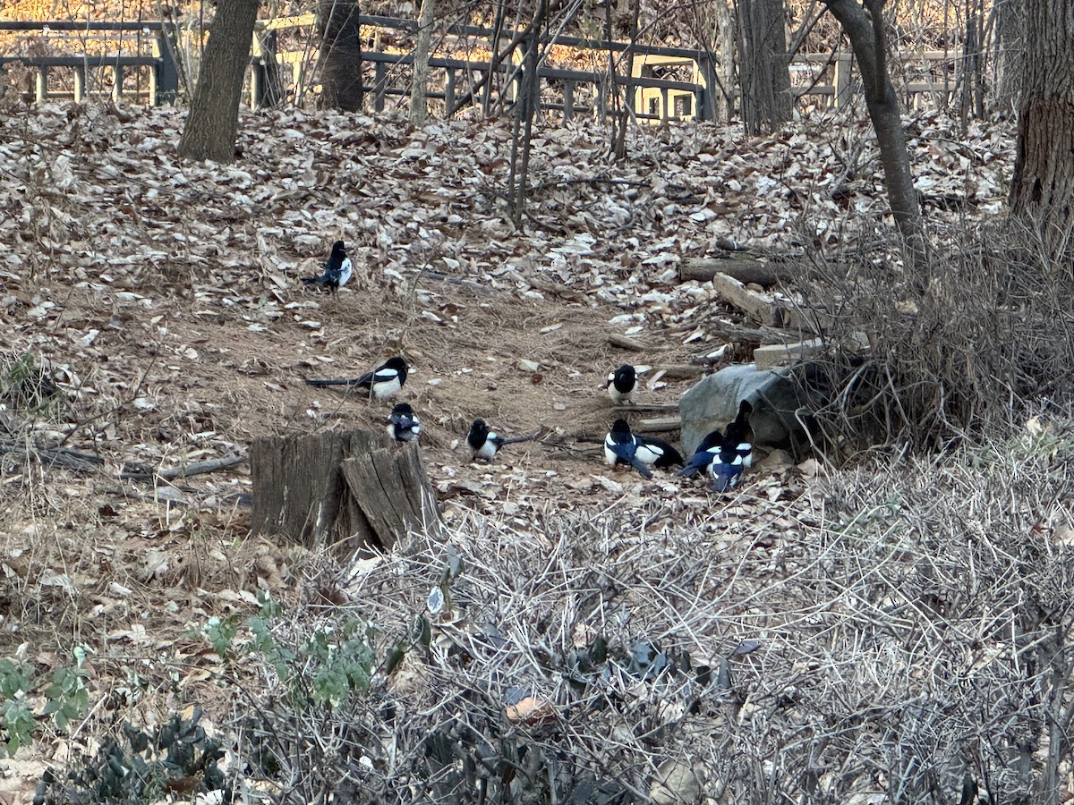 orientskjære - ML647347472