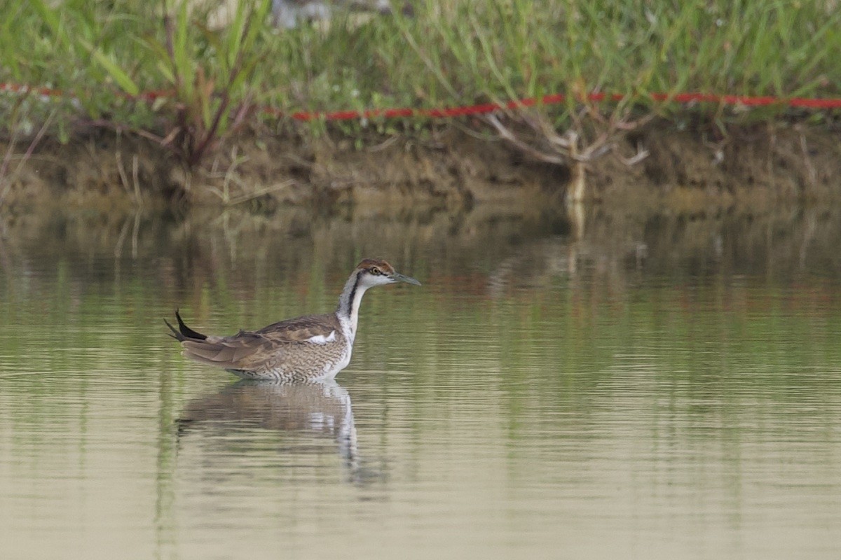 fasanbladhøne - ML647347492