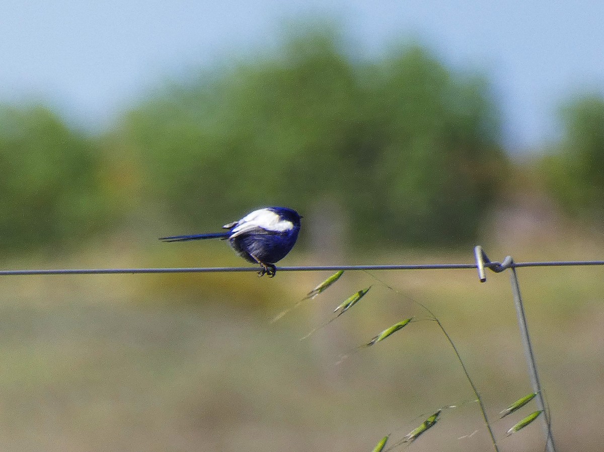 White-winged Fairywren - ML647347514