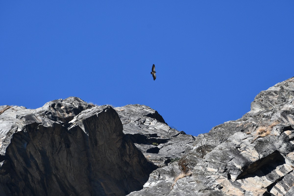 Himalayan Griffon - ML647347517