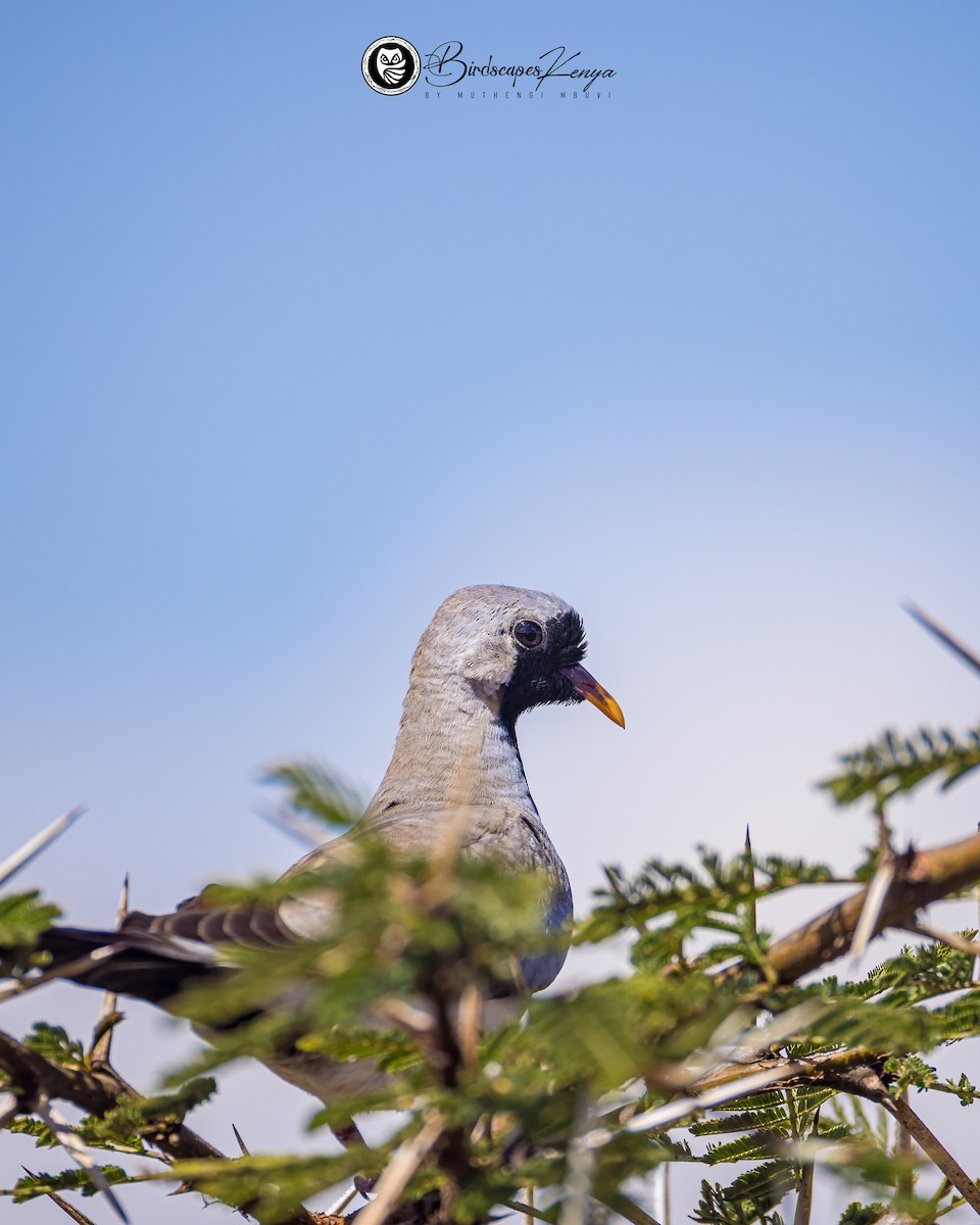 hrdlička kapská - ML647347519