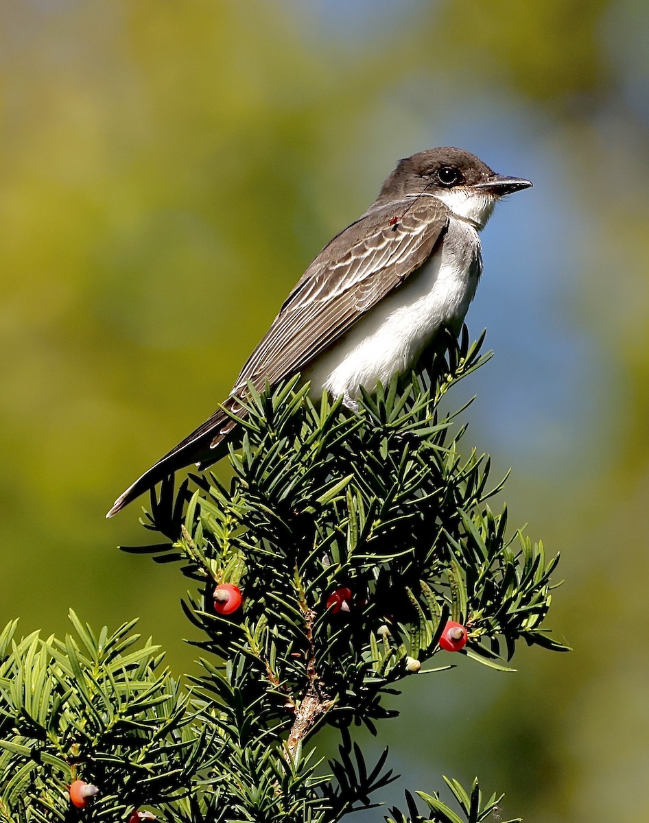 Eastern Kingbird - ML647347536
