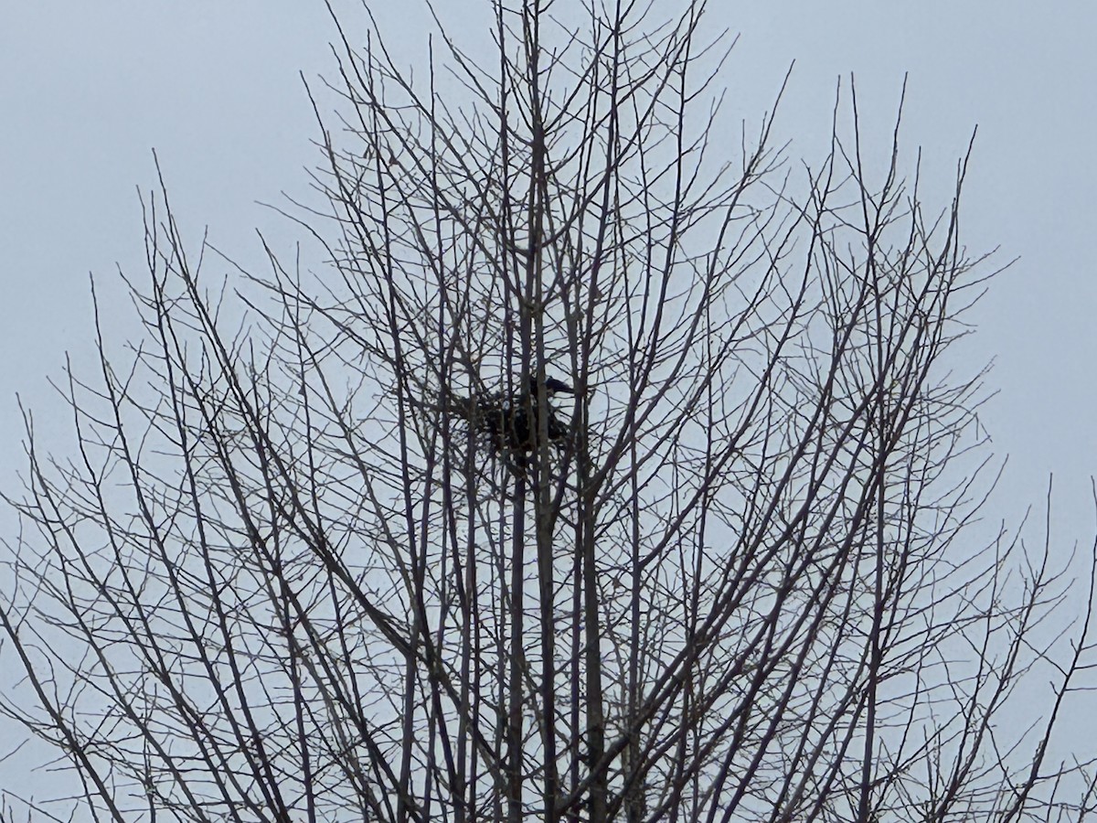 orientskjære - ML647347542