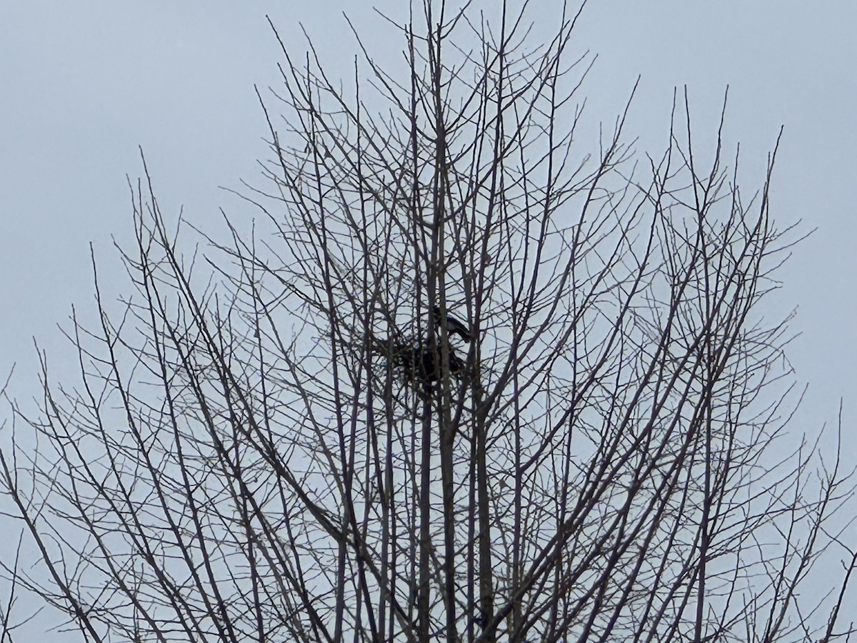 orientskjære - ML647347543