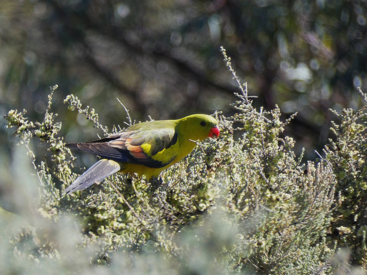 Regent Parrot - ML647347576
