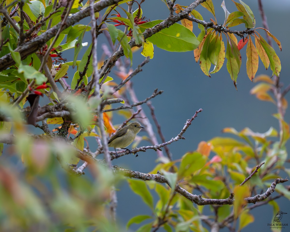 Açık Renkli Öksekuşu - ML647347582