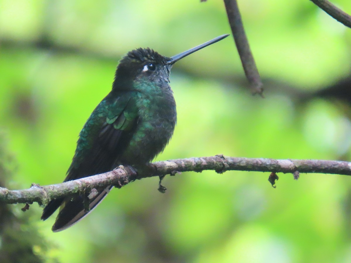 Talamanka Kolibrisi - ML647347583