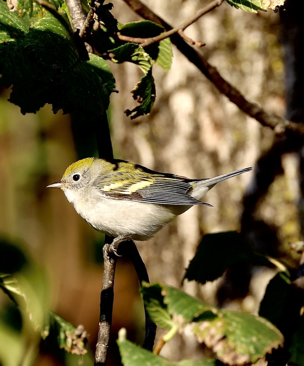 Kestane Omuzlu Ötleğen - ML647347585