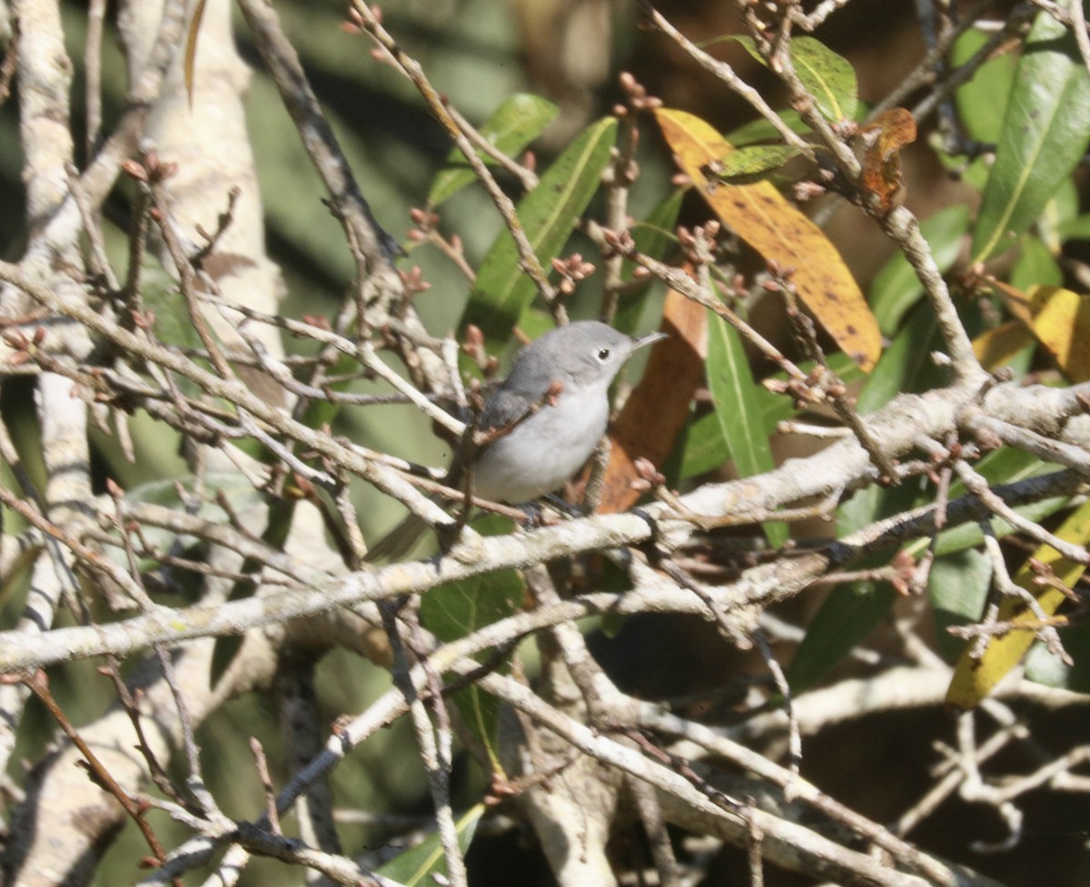 Gökrengi Bitkuşu - ML647347586