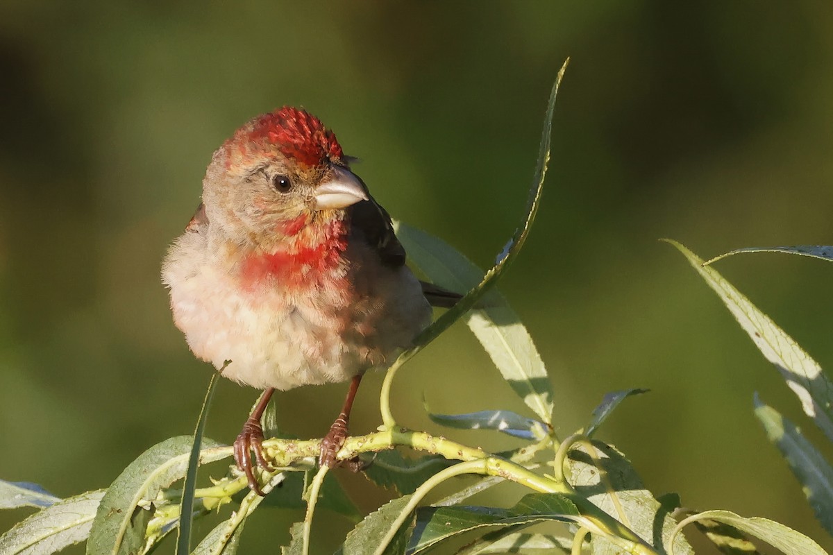 Çütre - ML647347587