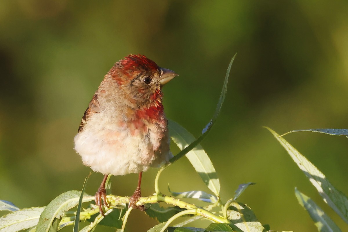 Çütre - ML647347588