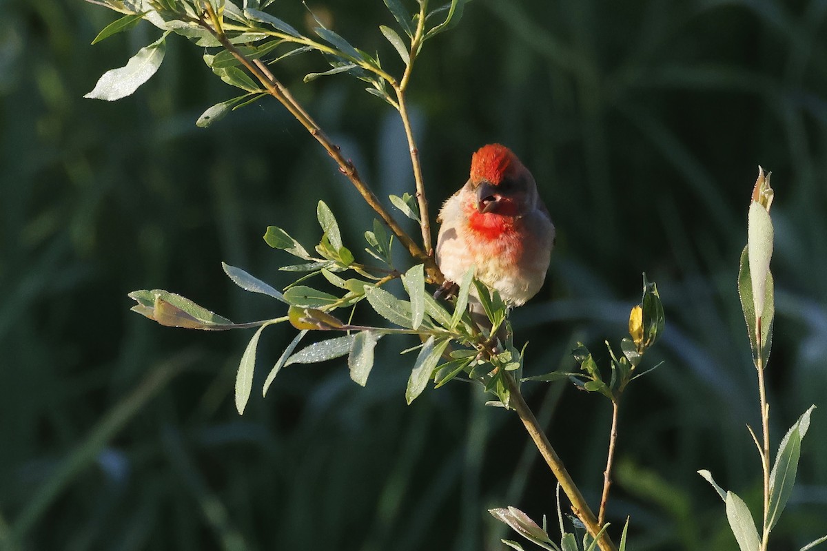 Çütre - ML647347589