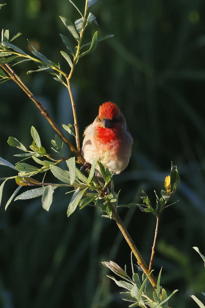 Çütre - ML647347590