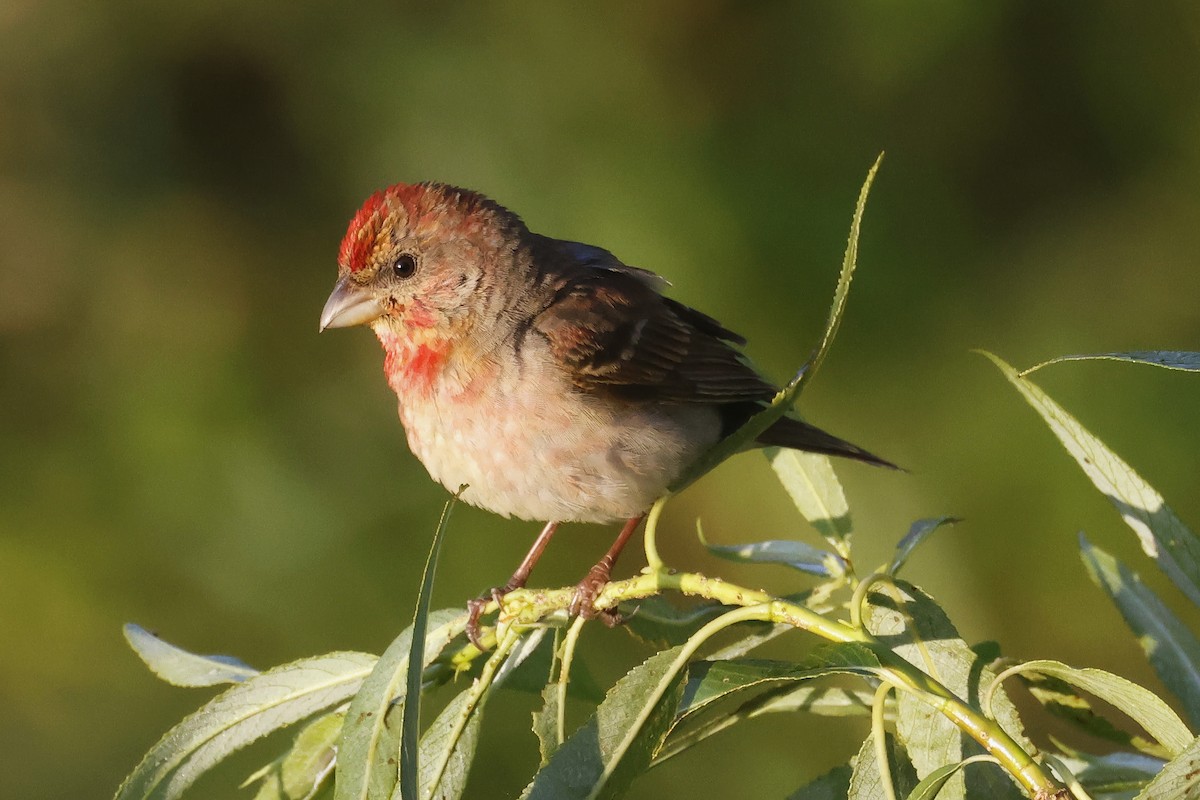 Çütre - ML647347591