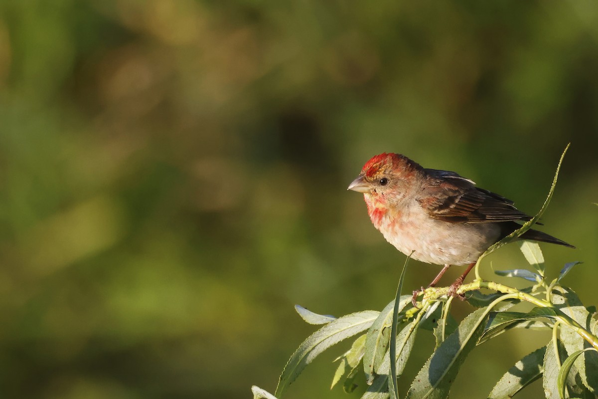 Çütre - ML647347592