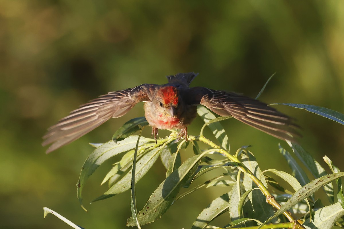 Çütre - ML647347593