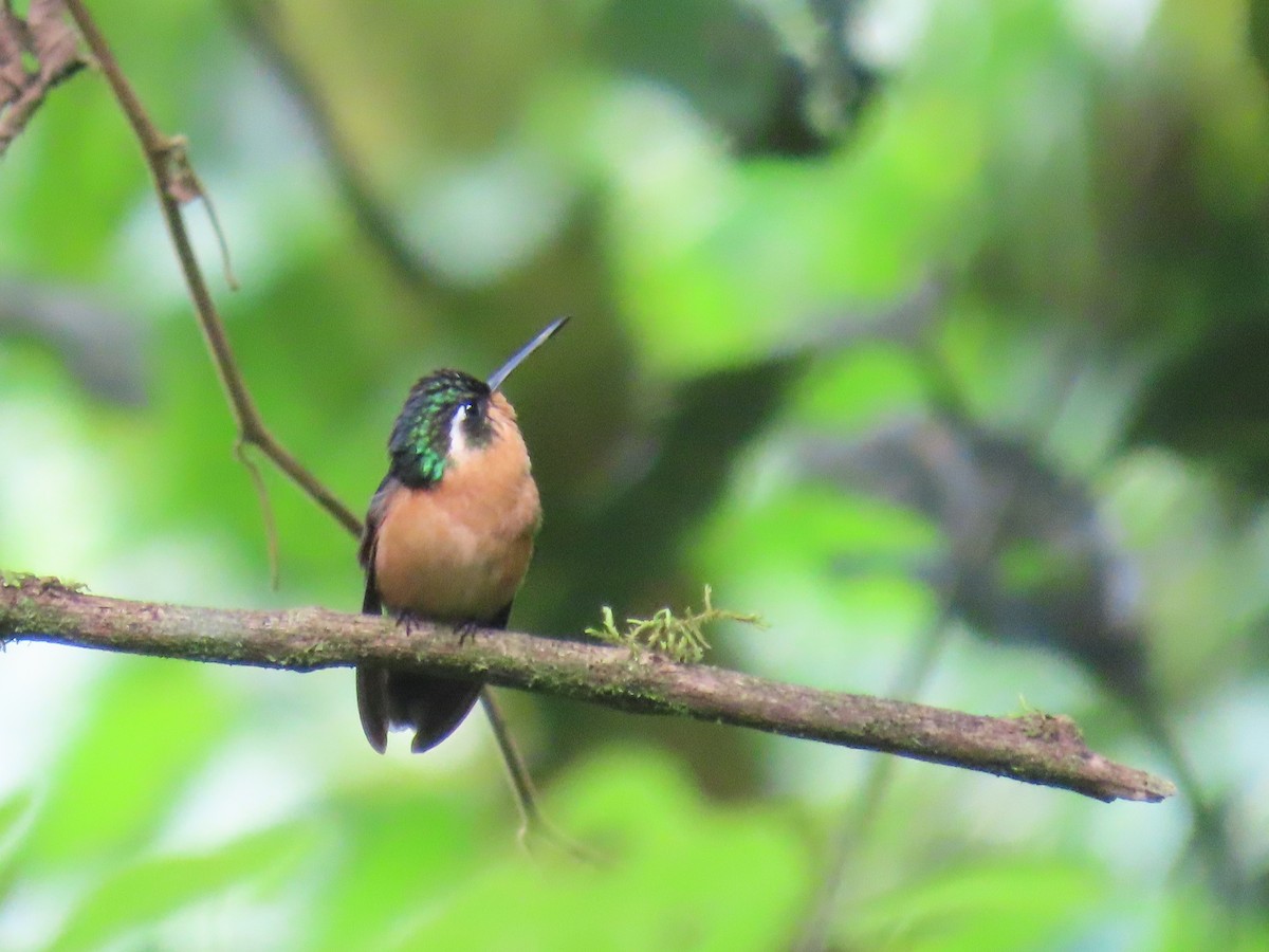 Ak Gerdanlı Dağmücevheri - ML647347594