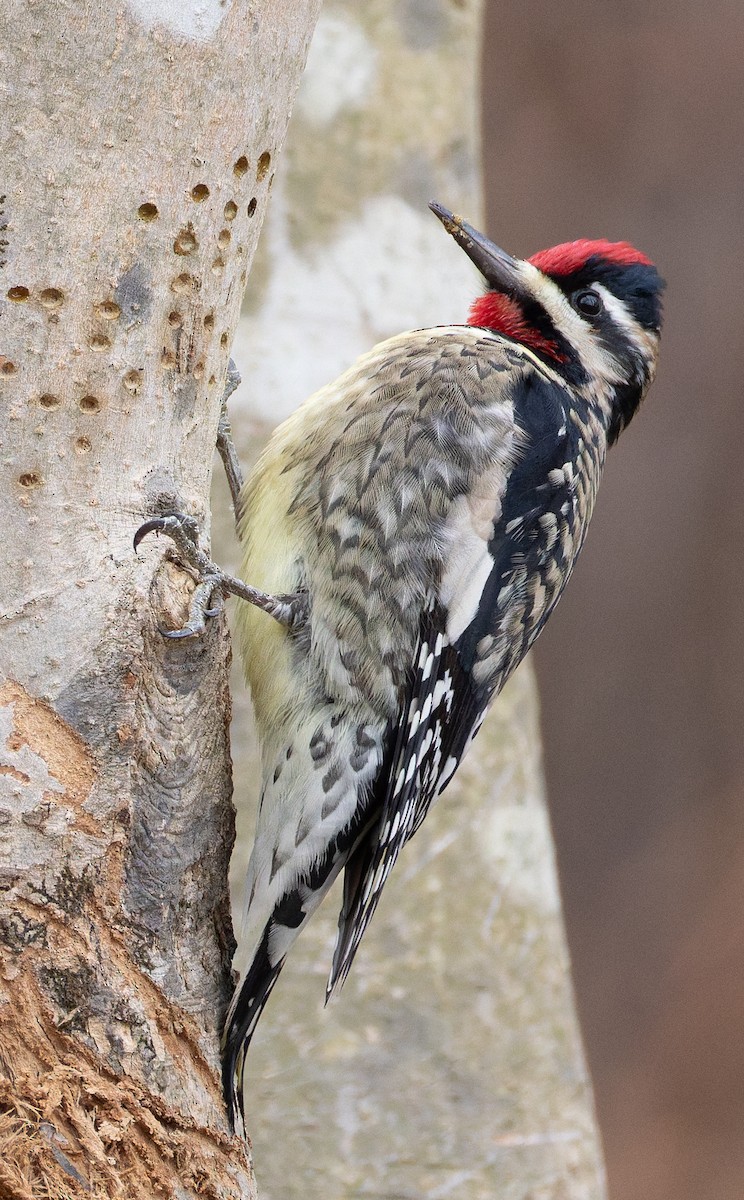 Sarı Karınlı Ağaçkakan - ML647347595
