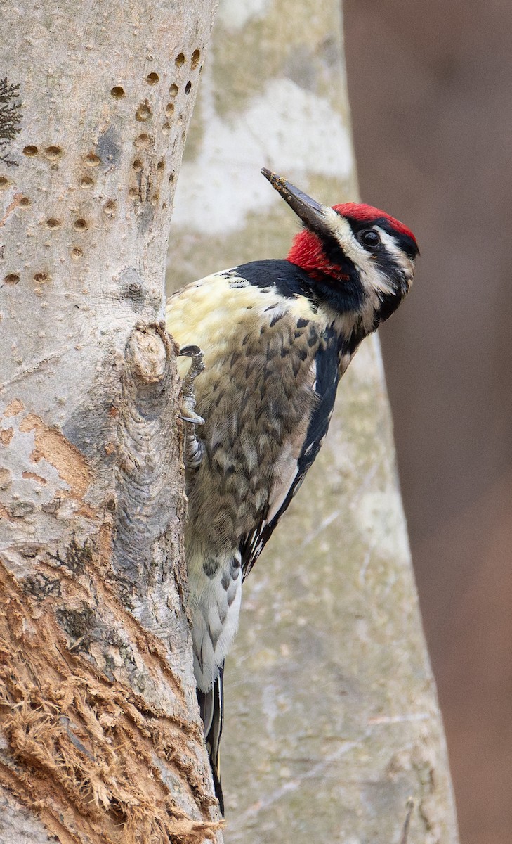 Sarı Karınlı Ağaçkakan - ML647347596