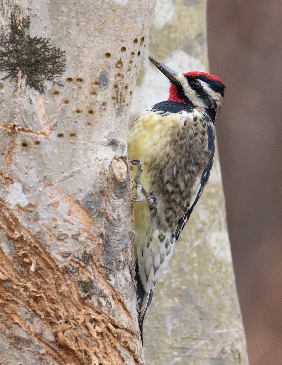 Sarı Karınlı Ağaçkakan - ML647347597