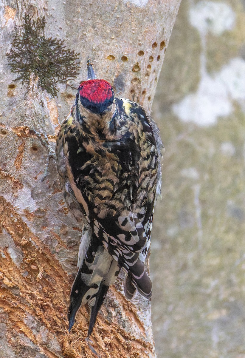 Sarı Karınlı Ağaçkakan - ML647347598