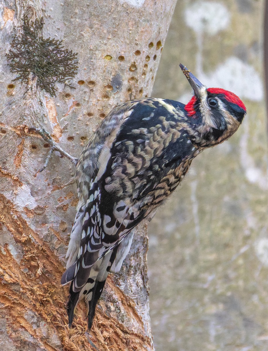 Sarı Karınlı Ağaçkakan - ML647347599
