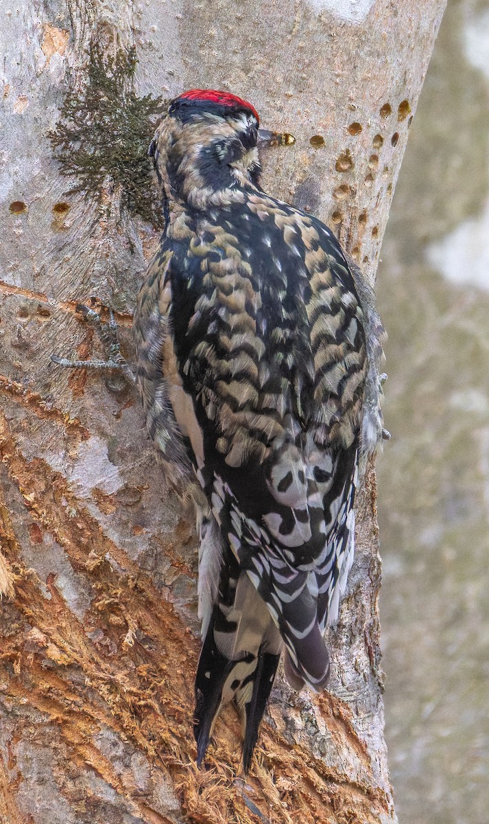 Sarı Karınlı Ağaçkakan - ML647347600