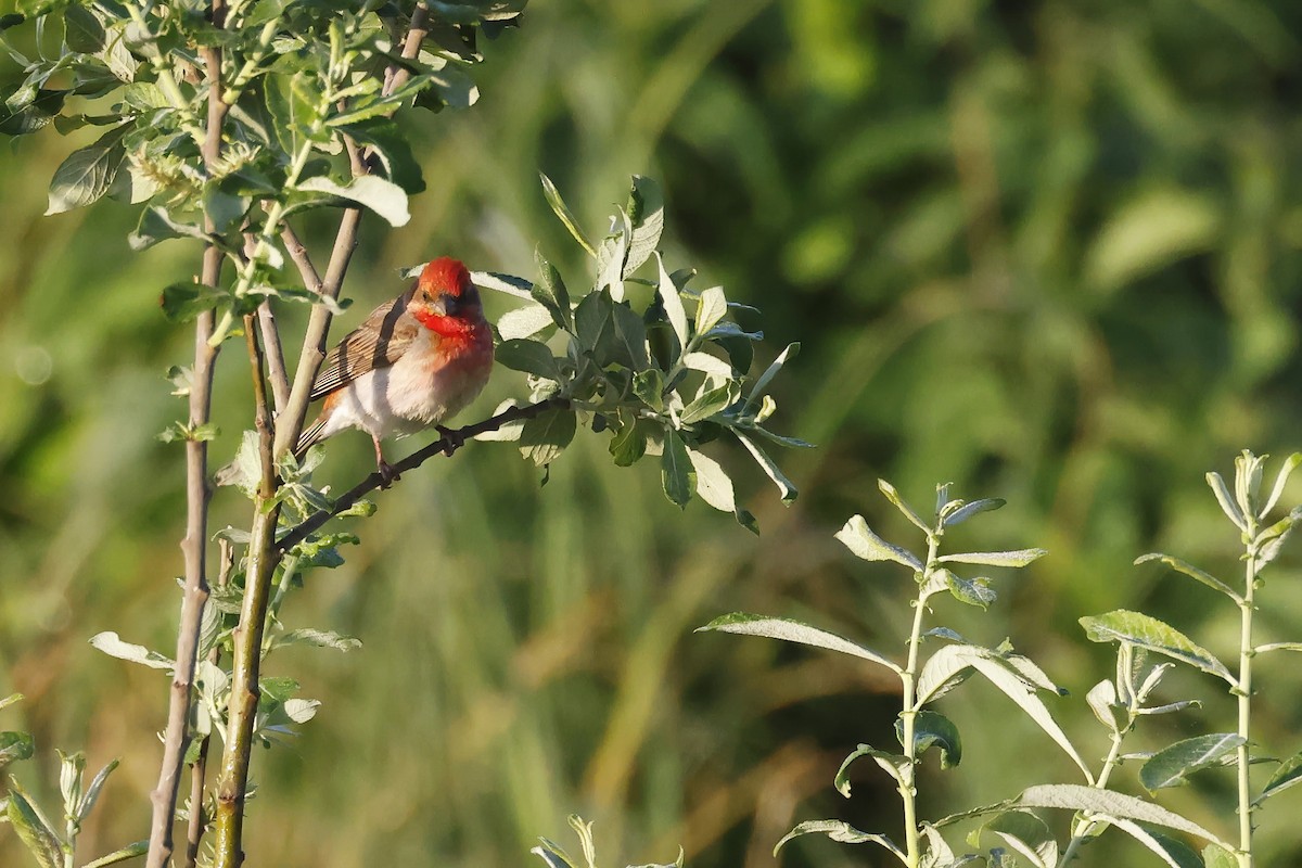 Çütre - ML647347601